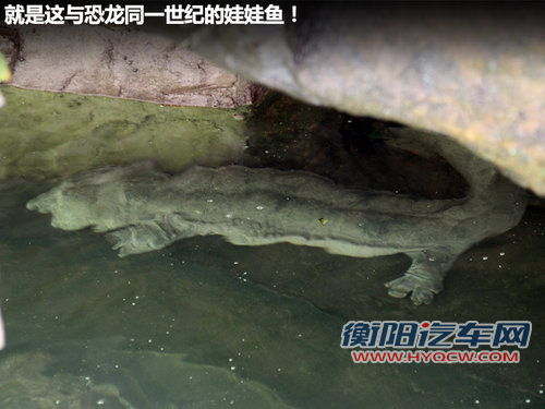 东风悦达起亚 K2